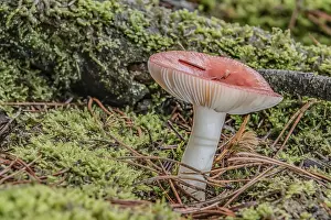 Poisonous Mushroom Impressions: Toadstool in the mixed forest