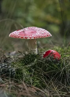 Deserted Forest Landscapes Impressions: Two toadstools in the forest, surrounded by moss and needles