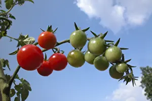 Agricultural Land Impressions: Tomatoes