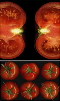 Techniques De Collage Impressions: Composition de collages de tomates enracinées dans un cadre carré noir.