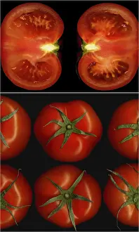 Tomato Collage Impressions: Tomatoes collage composition nested on a black square frame