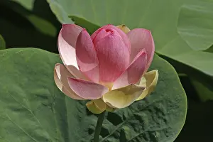 Water Lily Pond Impressions: Trachemys scripta elegans