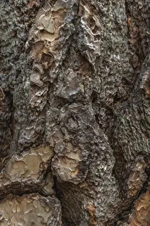 Tree Bark Texture Impressions: Tree bark forms an intricate pattern of rugged