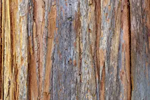 Close Up Nature Images Impressions: Tree bark, Structures, Background