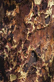 Wood Pattern Design Impressions: Tree bark as texture, wood, pattern