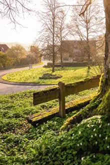 German Village Landscape Impressions: A tree with a bench in front of it