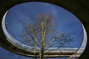 Deserted Bridge Scene Impressions: The tree in the bridge