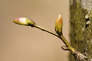 Springtime Nature Shots Impressions: Tree buds