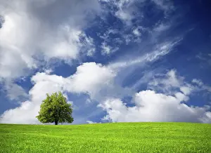 Agricultural Scene Impressions: Tree and cloudy sky