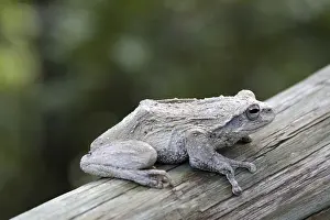Animal Wildlife Pictures Impressions: Tree frog