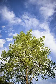 Overcast Sky Europe Impressions: Tree, lime tree, clouds, sky, spring