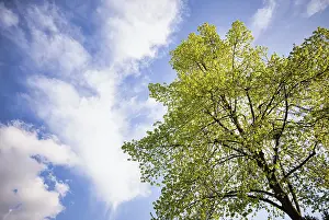Springtime In Central Europe Impressions: Tree, lime tree, clouds, sky, spring