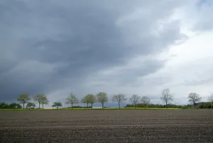 Nature Scenery Impressions: Tree-lines up