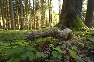 Black Forest Germany Landscape Impressions: Tree root in the evening light