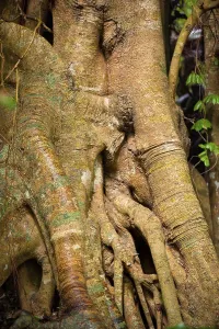 Strangler Fig Roots Impressions: Tree root with strangler fig in detail