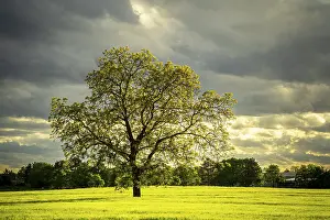 Cornfield Landscape Photography Impressions: A tree in spring in a cornfield