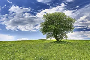 European Deciduous Forest Impressions: Tree on spring meadow
