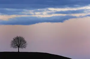 Sunset Landscape Impressions: Tree at sunset