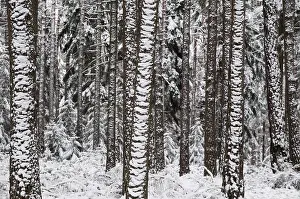 Wooded Scenery Impressions: Tree, trees, coniferous forest