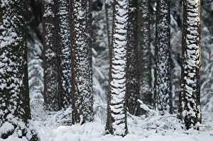 Coniferous Forest Impressions: Tree, trees, coniferous forest