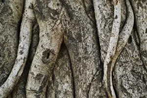 Close Up Tree Bark Impressions: Tree trunk bark texture background close up