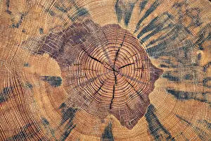 Tree Trunk Cross Section Impressions: Tree trunk, cross section