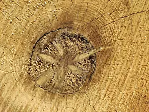 German Coniferous Trees Impressions: Tree trunk, cross section with decaying core
