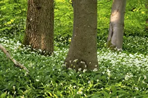 European Deciduous Trees Impressions: Tree trunks in an idyllic deciduous forest in spring