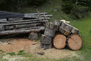 Forest Management Practices Impressions: Tree trunks, tree trunk, trunks