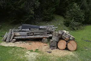 Timber Industry Images Impressions: Tree trunks, tree trunk, trunks