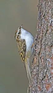 Deserted Bird Photography Impressions: Treecreeper