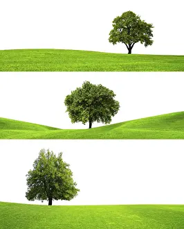 Cutout Image Impressions: Three trees