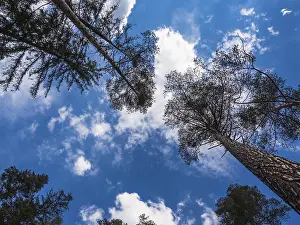Deserted Forest Europe Impressions: Trees with a cloudy sky