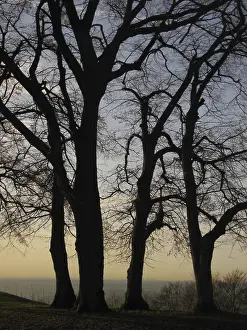 Silhouette Of Trees Impressions: Trees in the evening backlight