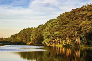 Northern Germany Trees Impressions: Trees on the Prerow Stream in Prerow