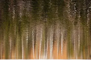 Austrian Landscape Photography Impressions: Trees are reflected in the lake
