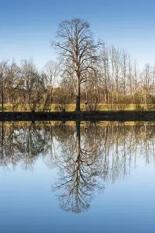 German Waterfront Impressions: Trees reflected in the Lech river