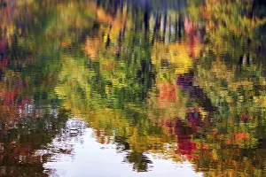 Trees Reflected In Water Impressions: Trees reflected in water surface