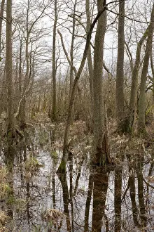 Marshland Scenery Impressions: Trees with reflection, marshland
