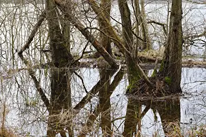 German National Park Scenery Impressions: Trees in a swamp with reflection