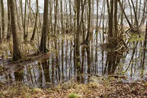 German National Parks Impressions: Trees in a swamp with reflection