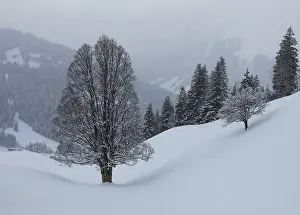 Winter Landscape Impressions: Trees in winter