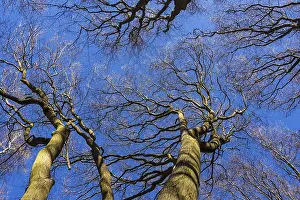 View From Below Trees Impressions: Treetops in spring