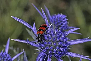 Insect Predator Impressions: Trichodes apiarius, bee wolf