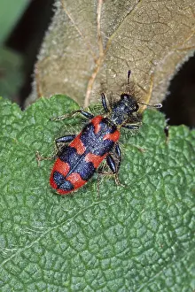 European Beewolf Insect Impressions: Trichodes apiarius, bee wolf