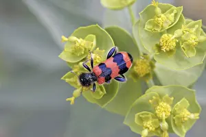 Flower Visiting Insects Impressions: Trichodes apiarius, bee wolf