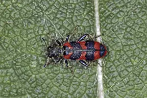 Predator Insect Impressions: Trichodes apiarius, bee wolf