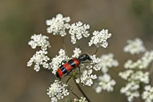 Coléoptères En Damier Impressions: Trichodes apiarius, loup des abeilles.