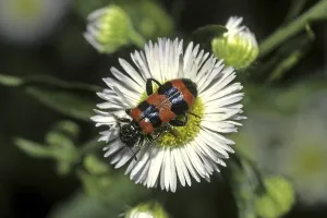 Coléoptères En Damier Impressions: Trichodes apiarius, loup de la ruche.
