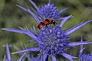 Insect Predator Impressions: Trichodes apiarius, bee wolf